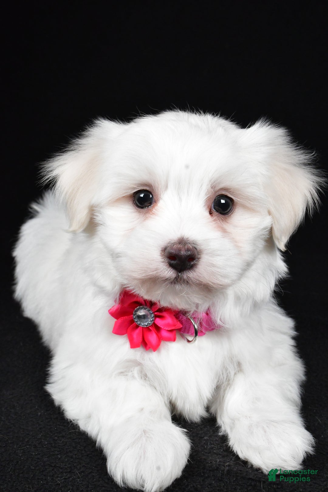 Maltese dogs for sale: Amy - Ad 4