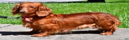 Miniature Dachshund dogs for sale: Max - Ad 9