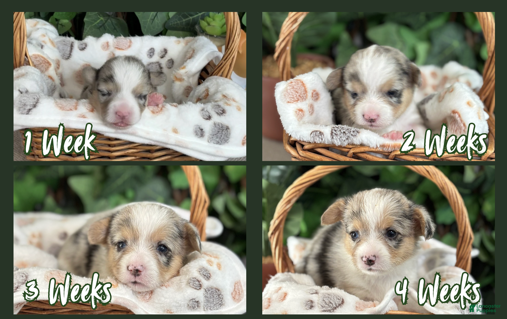 American Corgi dogs Merel Female - Karai - Ad 2