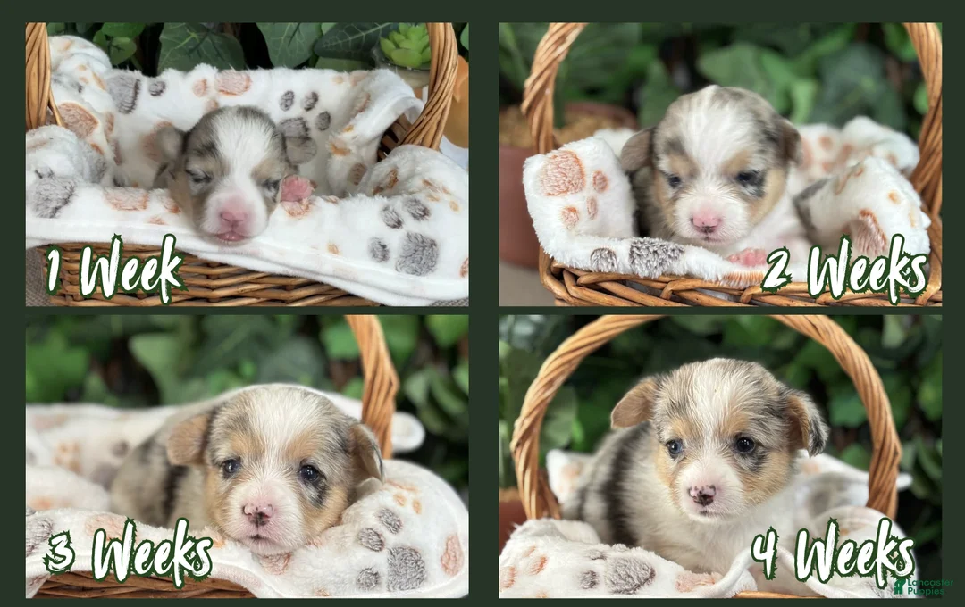 American Corgi dogs for sale: Merel Female - Karai - Ad 2