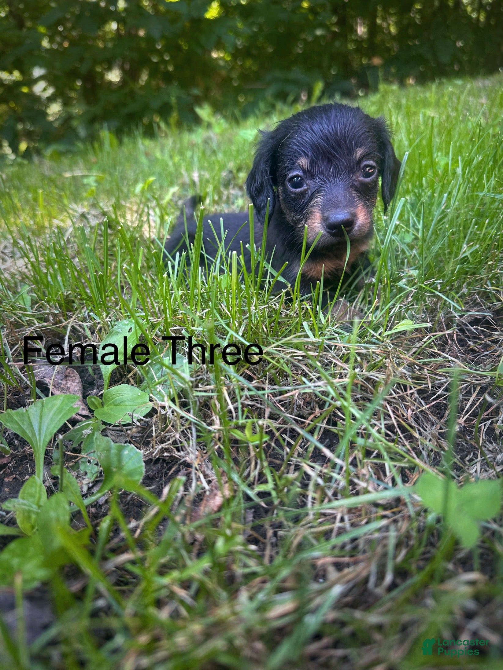 Dachshund dogs Female Three - Ad 1