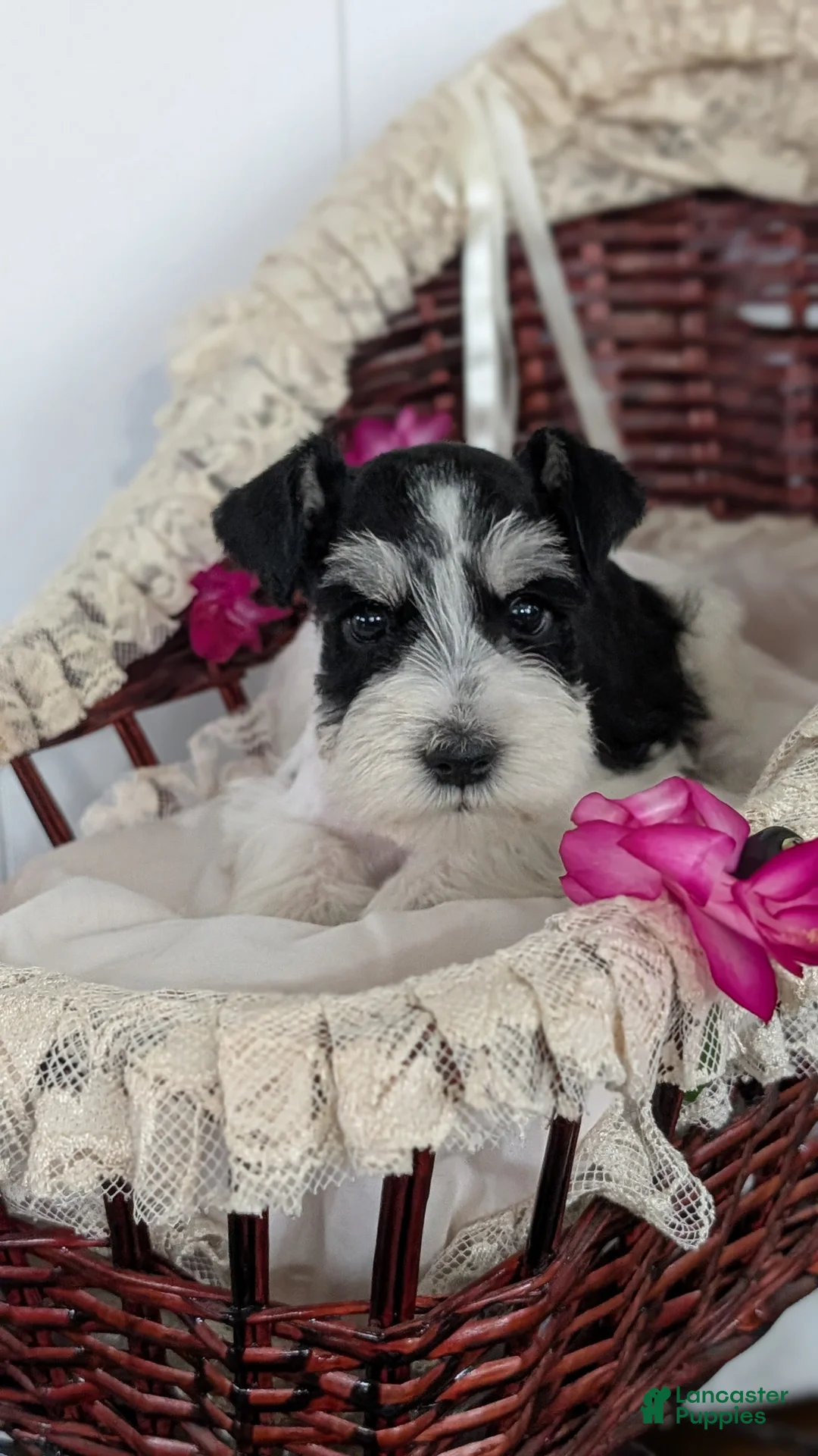 Miniature Schnauzer dogs for sale: Mason - Ad 11
