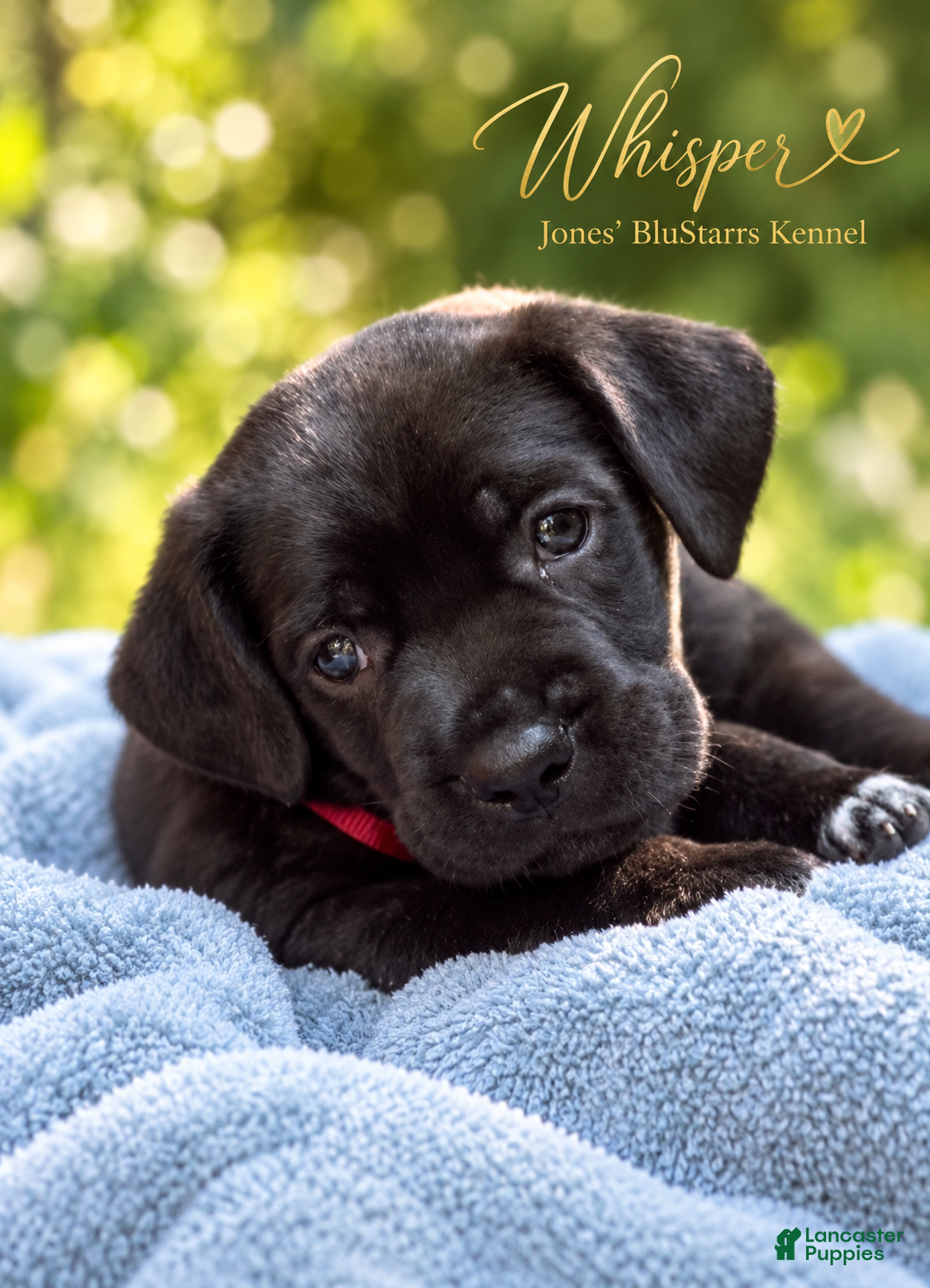 Cane Corso dogs for sale: Whisper  - Ad 1