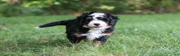 Mini Bernedoodle dogs for sale: Charlie - Ad 8