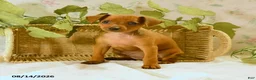 Miniature Pinscher dogs for sale: Rachael - Ad 4