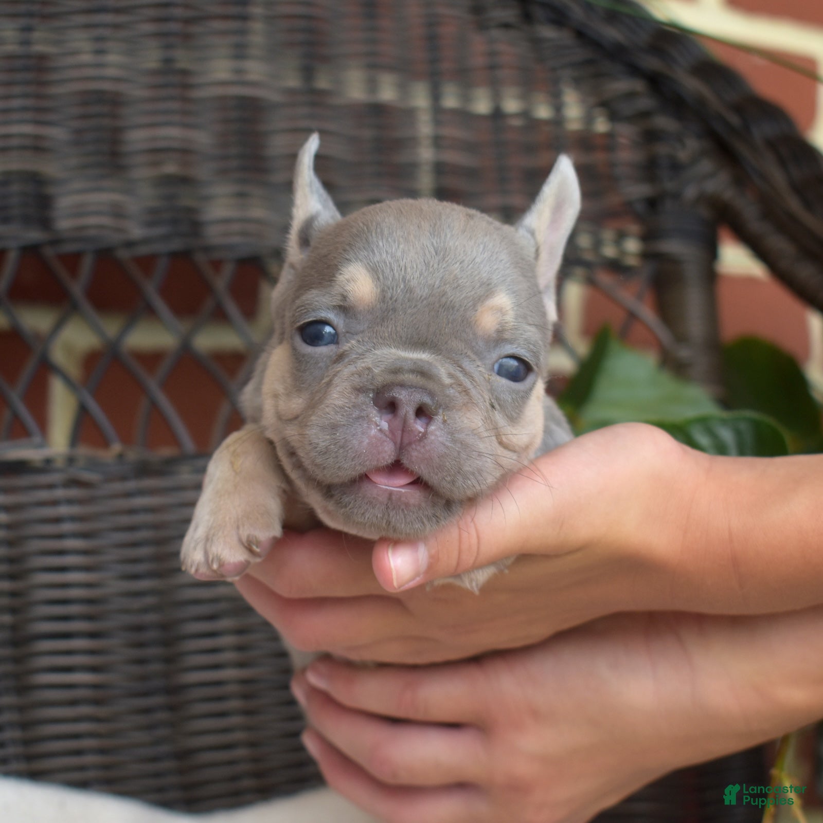 French Bulldog dogs Bleu - Ad 1