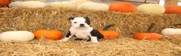 Boston Terrier dogs for sale: Albert - Ad 5