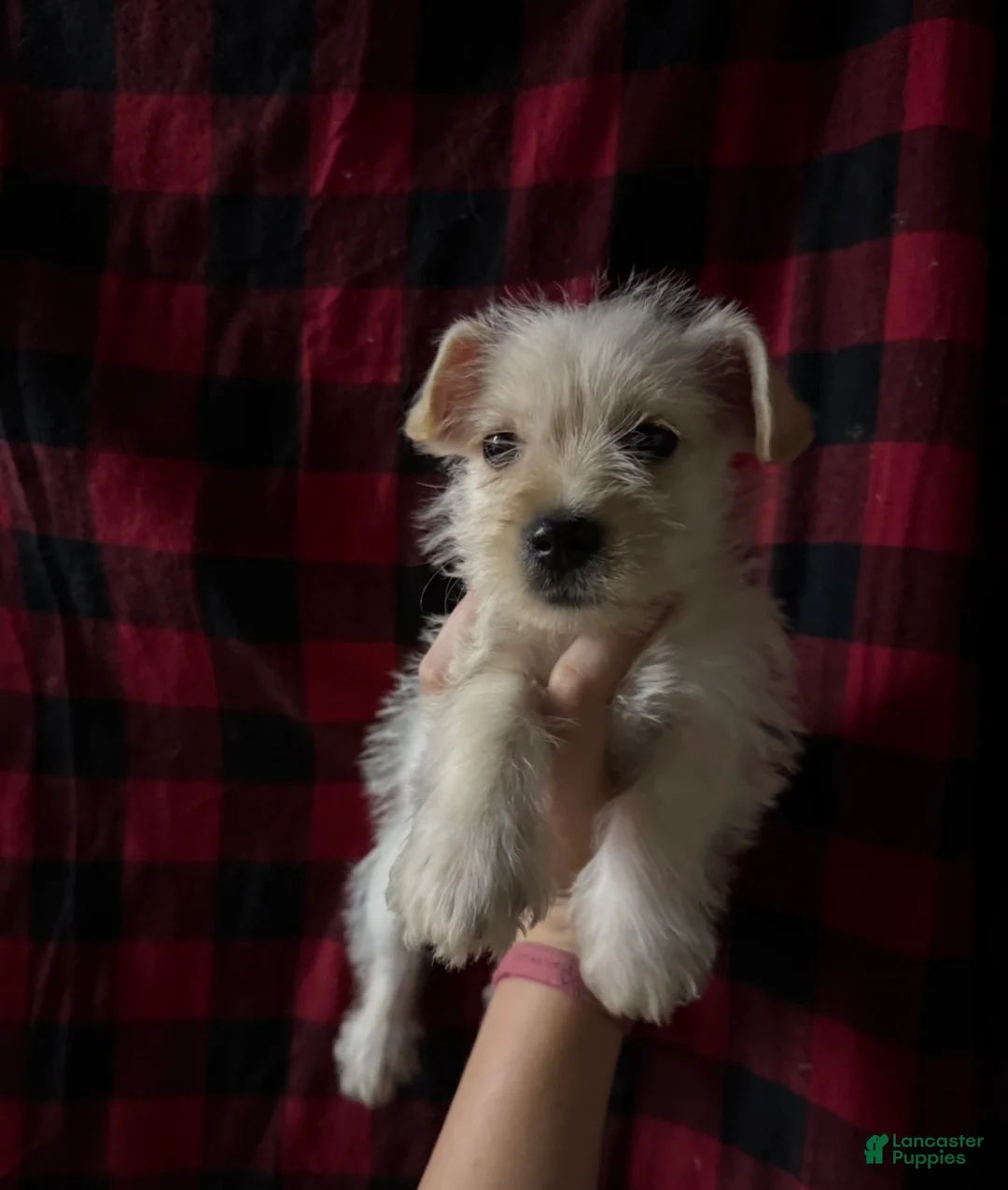 Mixed Breed dogs for sale: Mixed Breed 2 - Ad 1