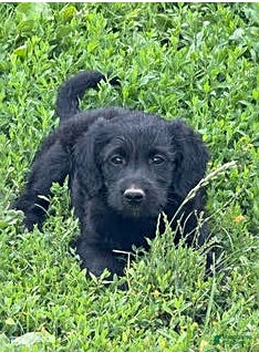 Mixed Breed dogs Shereen - Ad 34