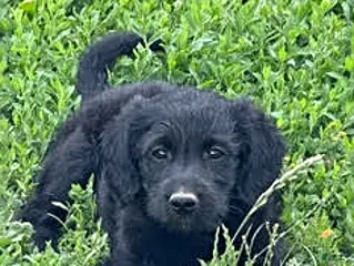 Mixed Breed dogs Shereen - Ad 34
