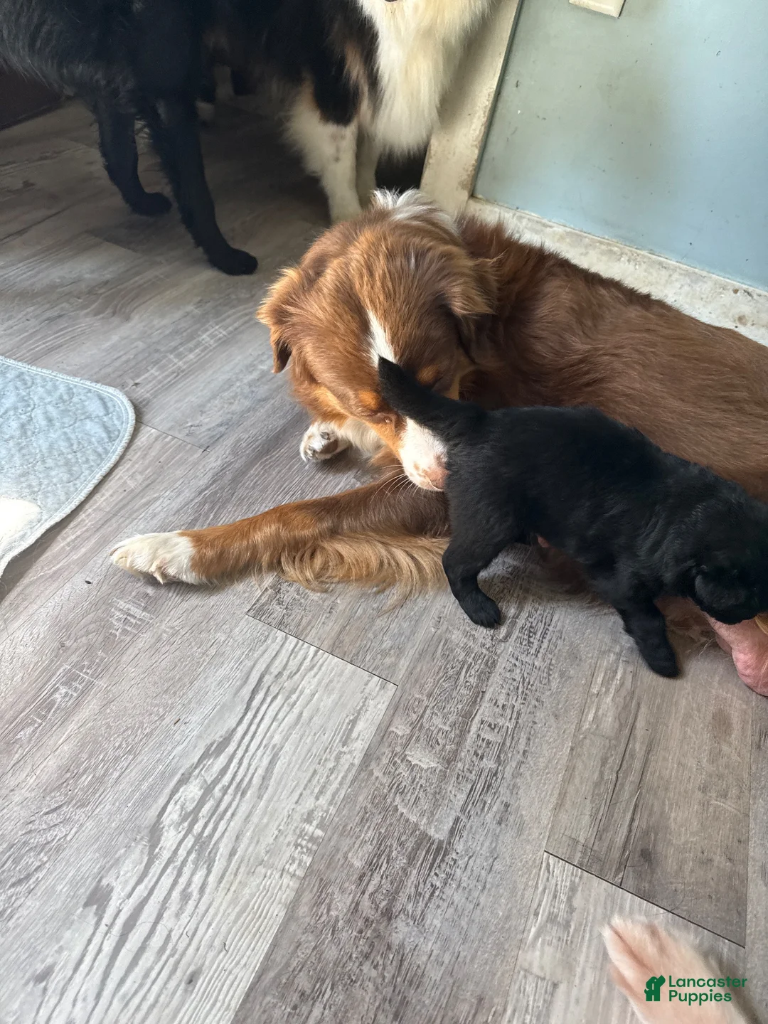 Mixed Breed dogs for sale: Pete - Ad 4