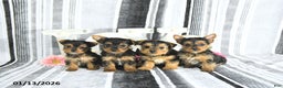 Yorkshire Terrier dogs for sale: Mason - Ad 3
