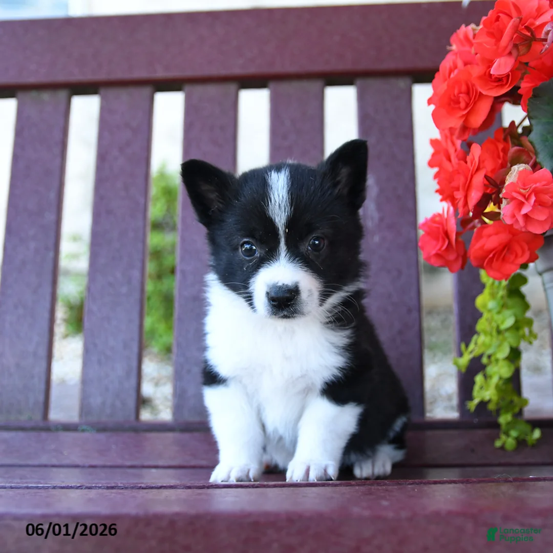 Mixed Breed dogs for sale: Bessie - Ad 2