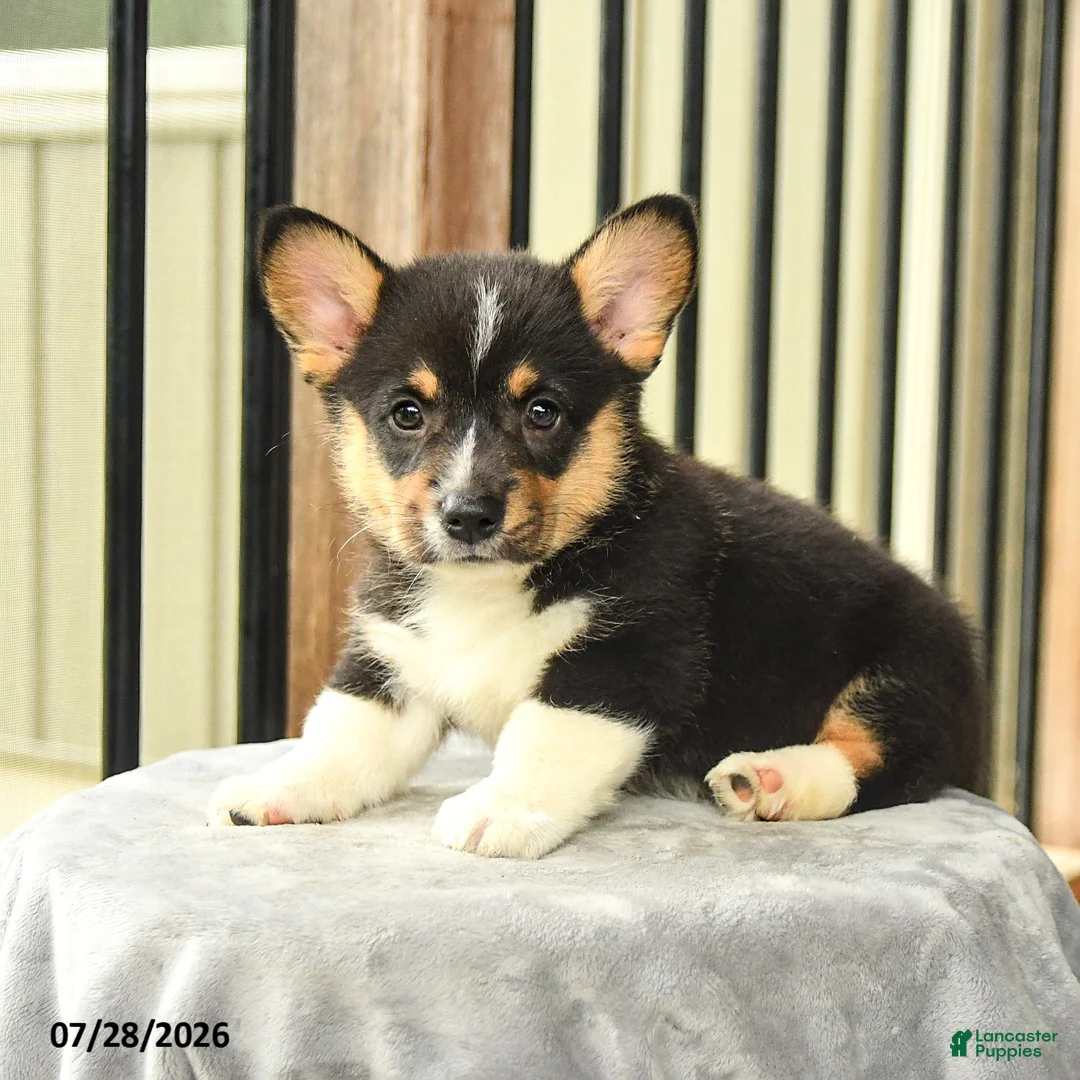 Welsh Corgi Pembroke dogs for sale: Spot - Ad 3