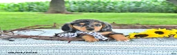 Miniature Dachshund dogs for sale: Sailor - Ad 4