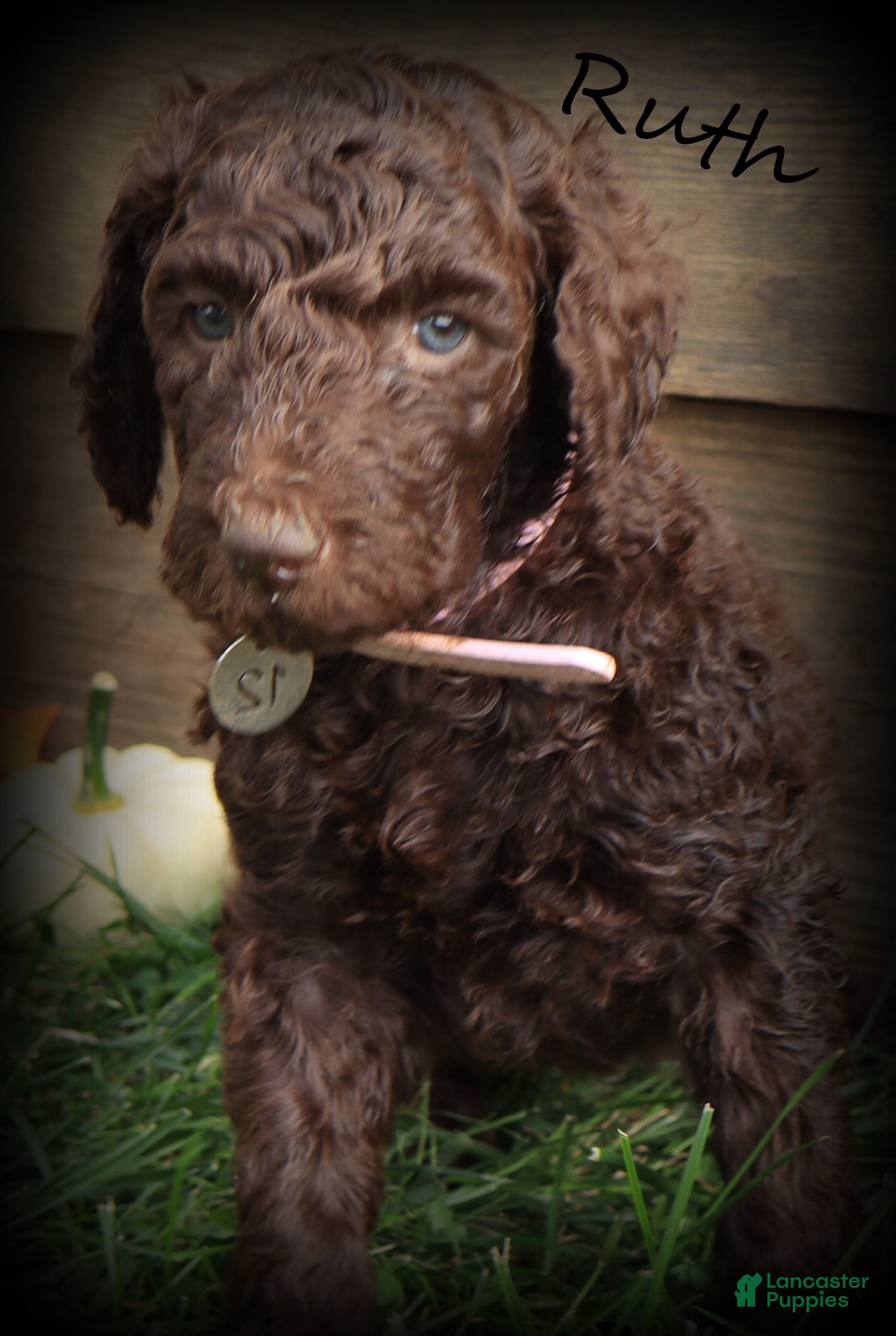 Standard Poodle dogs Ruth - Ad 1