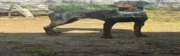 Doberman Pinscher dogs for sale: Purple Collar Female - Ad 5