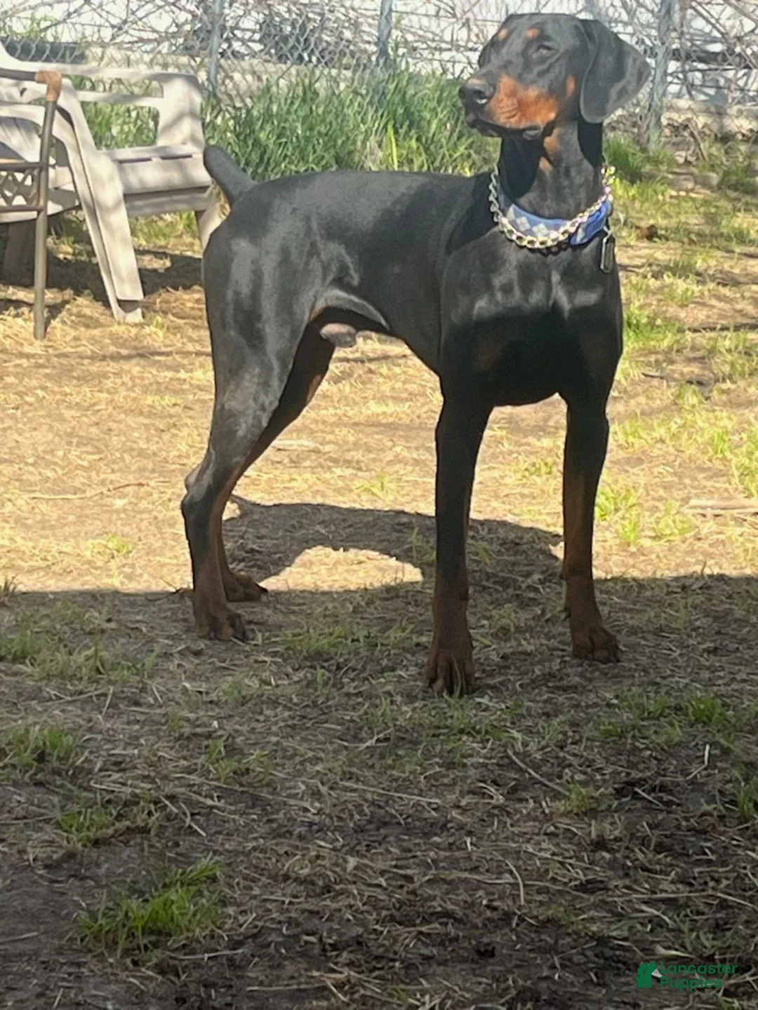 Doberman Pinscher dogs for sale: Purple Collar Female - Ad 5