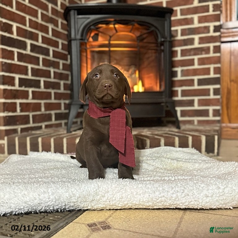 Labrador Retriever dogs Brandon - Ad 2