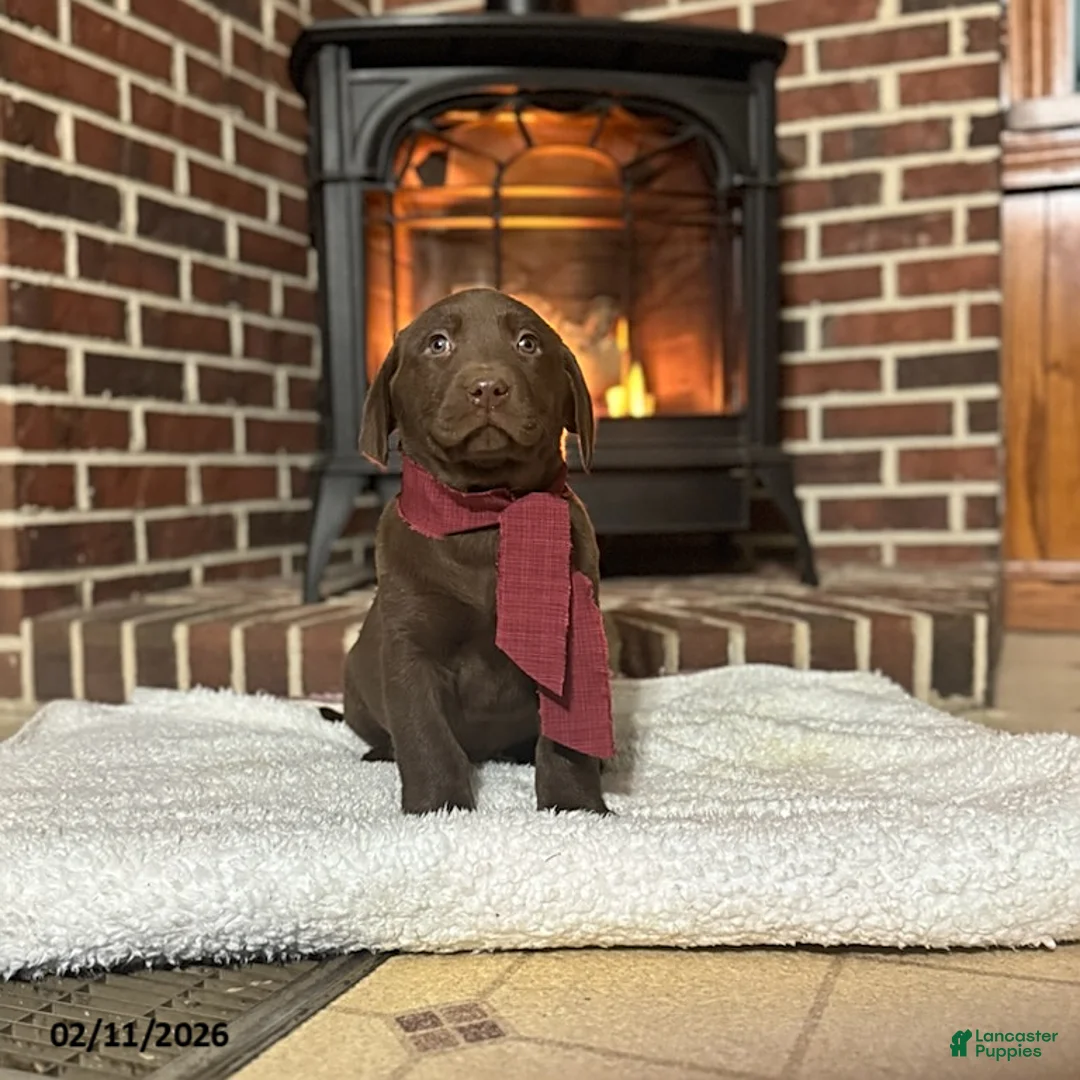 Labrador Retriever dogs for sale: Brandon - Ad 2