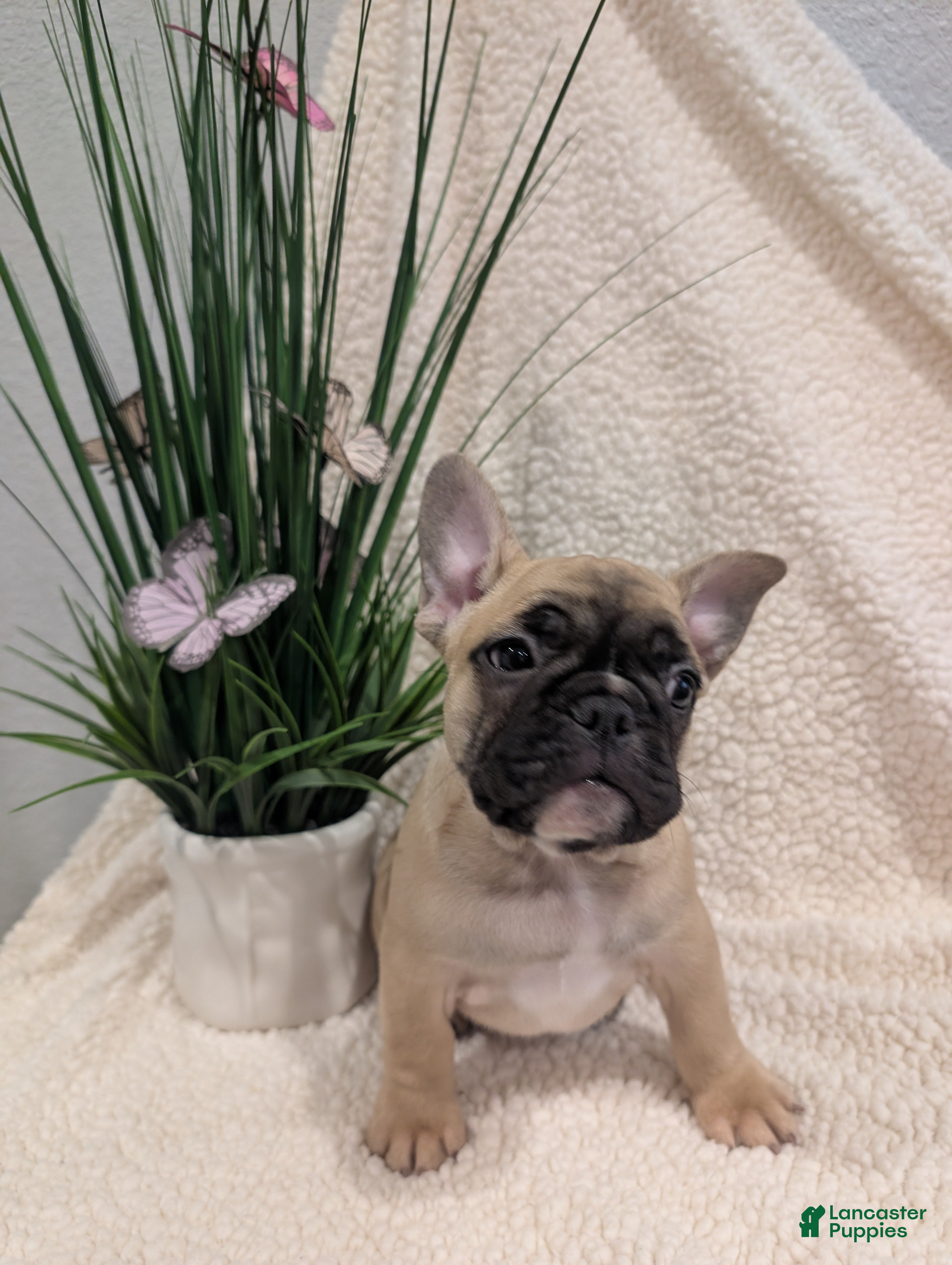 French Bulldog dogs French Bulldog Girl - Ad 31
