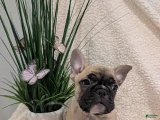 French Bulldog dogs French Bulldog Girl - Ad 19