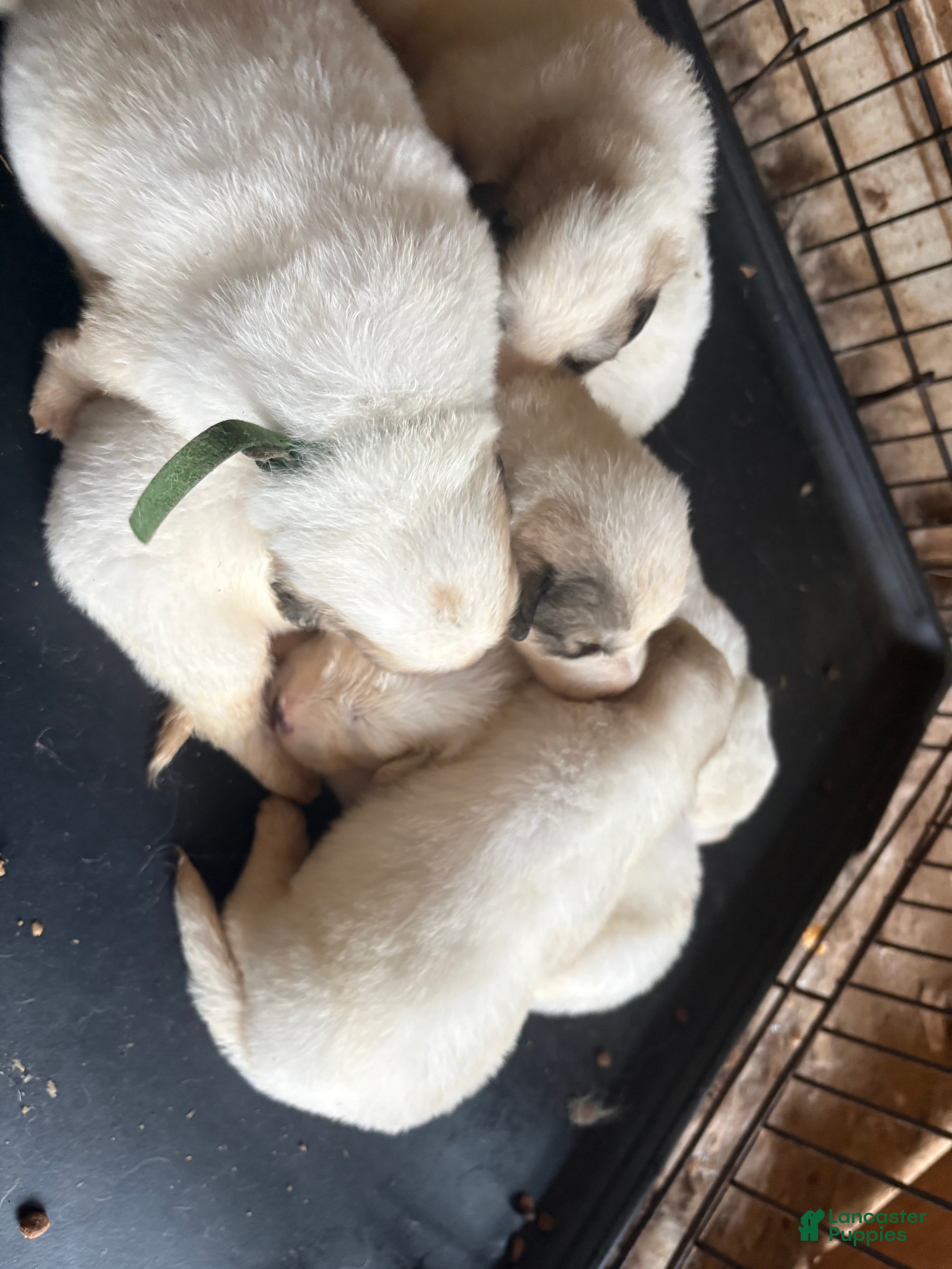 Great Pyrenees dogs for sale: Great Pyrenees 2 - Ad 37