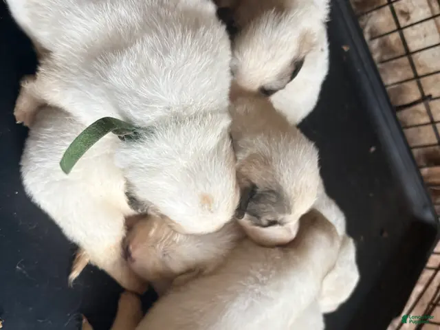 Great Pyrenees dogs for sale: Great Pyrenees 2 - Ad 37