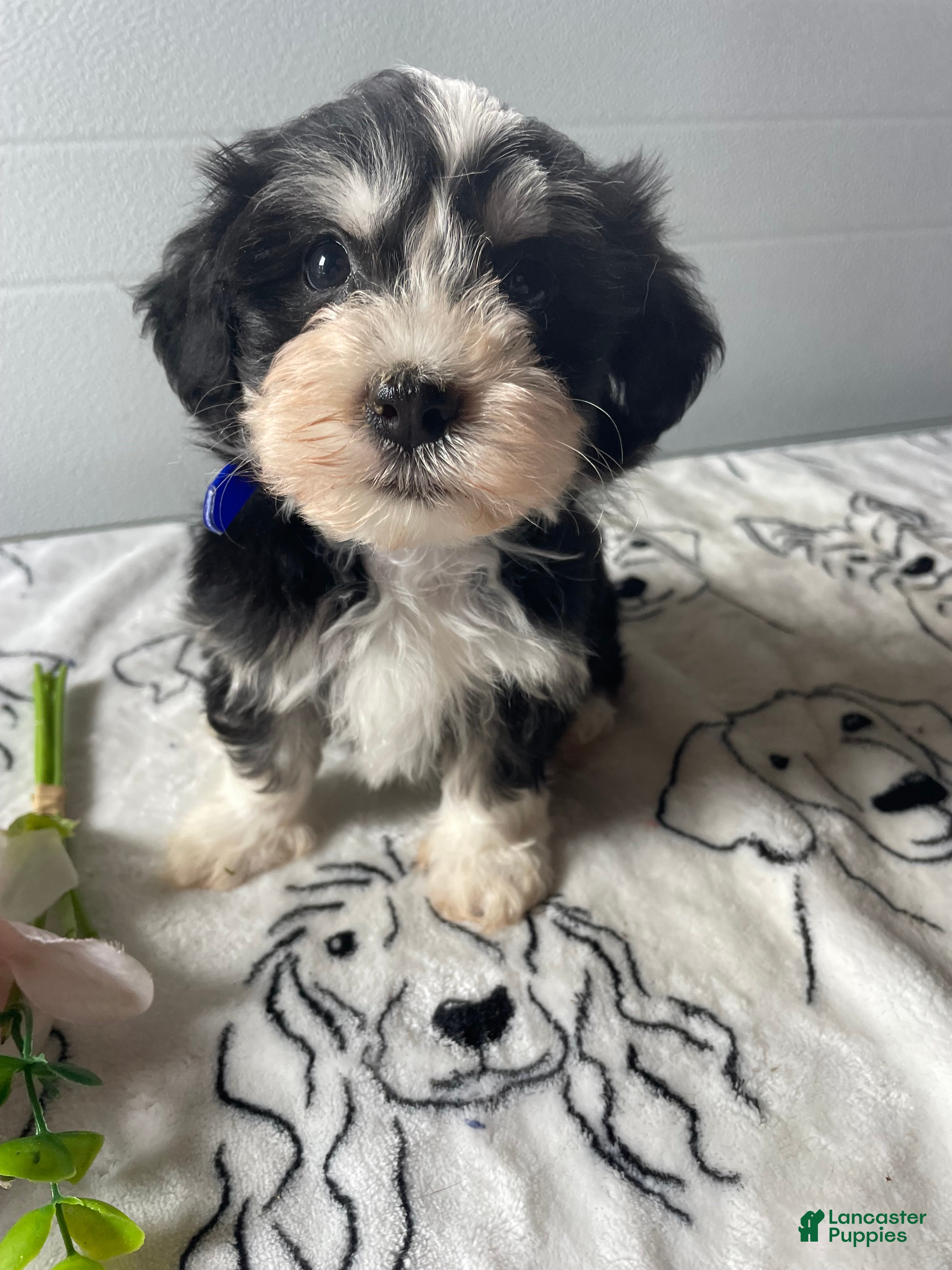 Havanese dogs Sparky - Ad 40