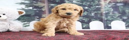 Mini Goldendoodle dogs for sale: Layla - Ad 4
