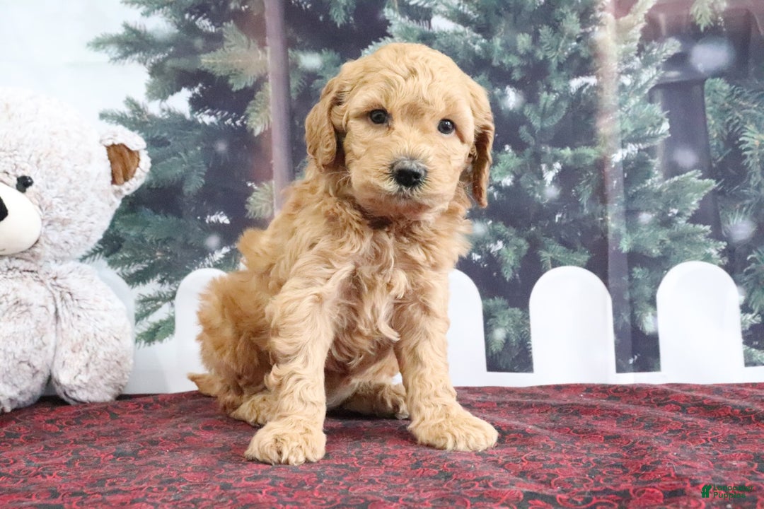 Mini Goldendoodle dogs for sale: Layla - Ad 4