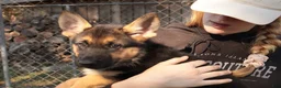 German Shepherd dogs for sale: Belle - Ad 2