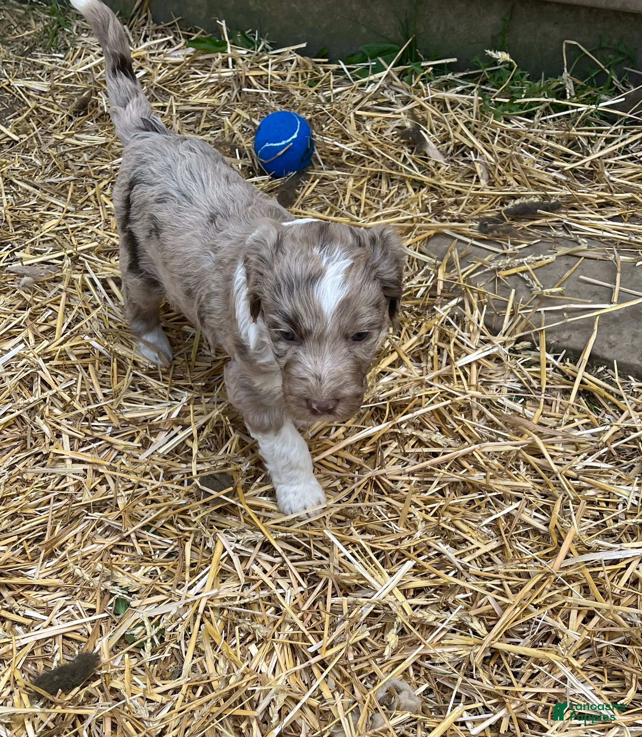 Aussiedoodle dogs Aussiedoodle Puppy 3 - Ad 2