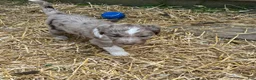 Aussiedoodle dogs for sale: Chaps  - Ad 4