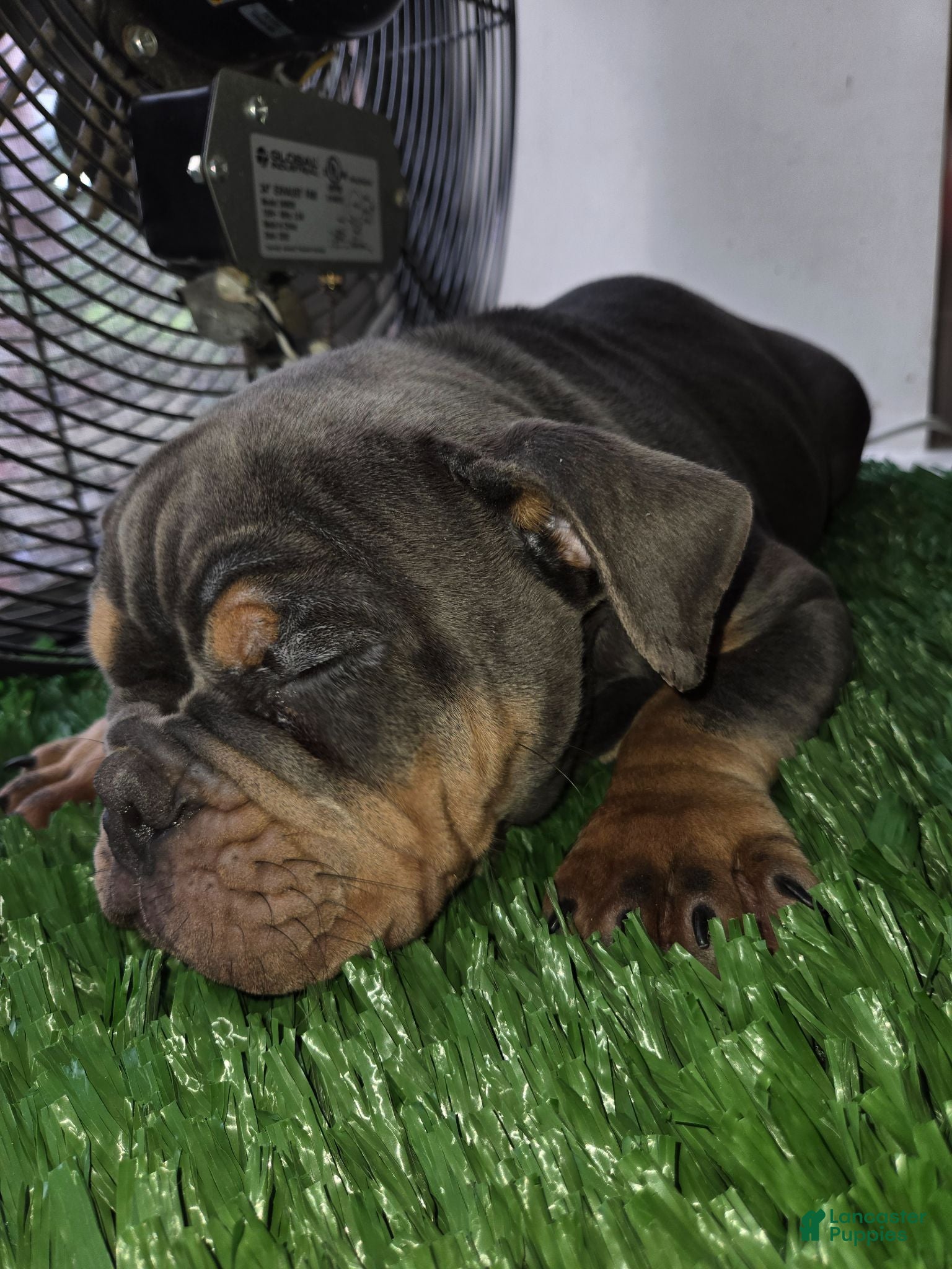 English Bulldog dogs for sale: English Bulldog 1 - Ad 1