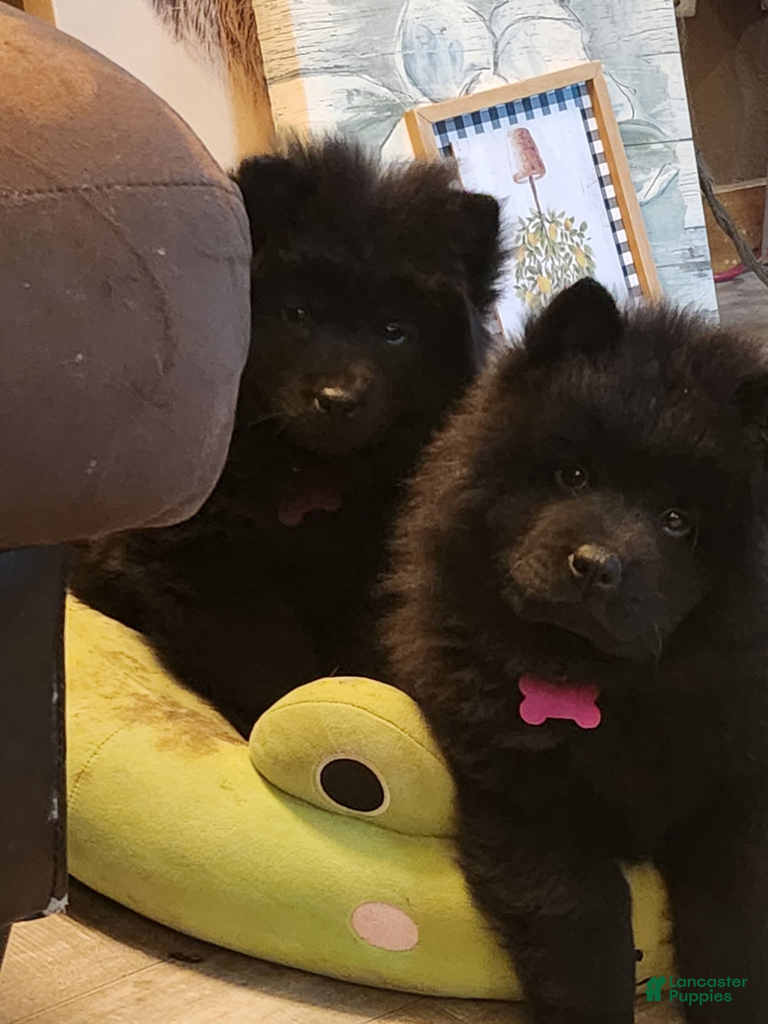 Chow Chow dogs Jayna - Ad 2