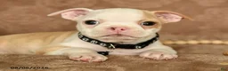 Boston Terrier dogs for sale: Mickey - Ad 4