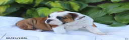 English Bulldog dogs for sale: Rob - Ad 5