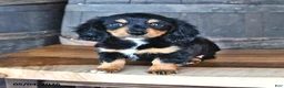Miniature Dachshund dogs for sale: Dolly - Ad 2