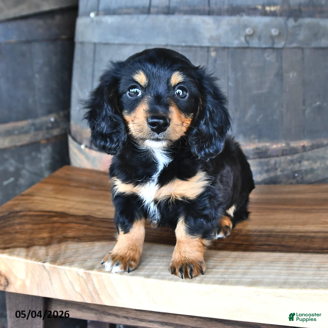 Miniature Dachshund dogs for sale: Dolly - Ad 2