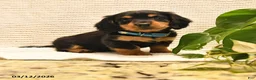 Miniature Dachshund dogs for sale: Willie - Ad 1