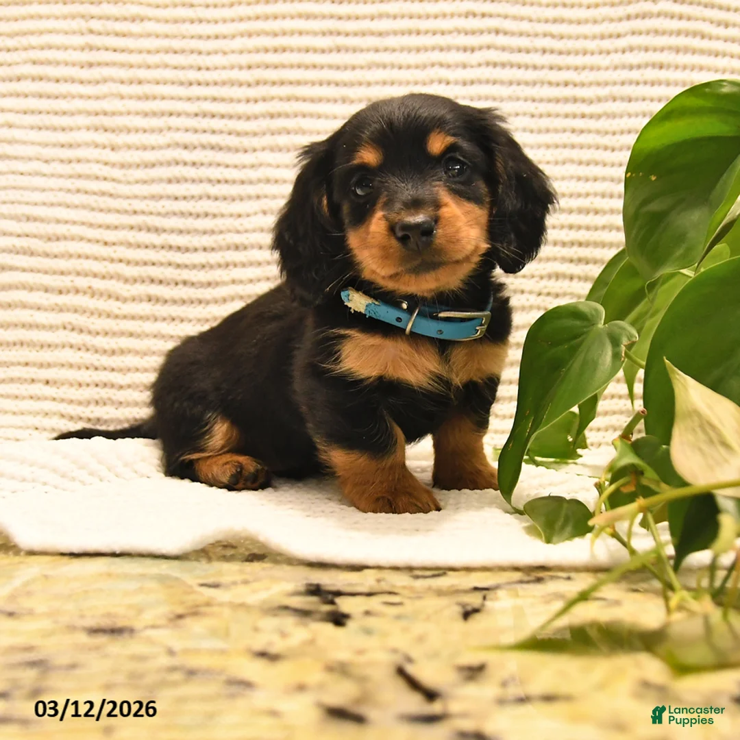 Miniature Dachshund dogs for sale: Willie - Ad 1
