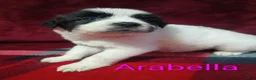 Mixed Breed dogs for sale: Arabella - Ad 3