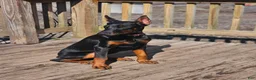 Doberman Pinscher dogs for sale: Scarlett  - Ad 5