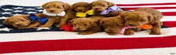 Mini Goldendoodle dogs for sale: Mini Goldendoodle 2 - Ad 5