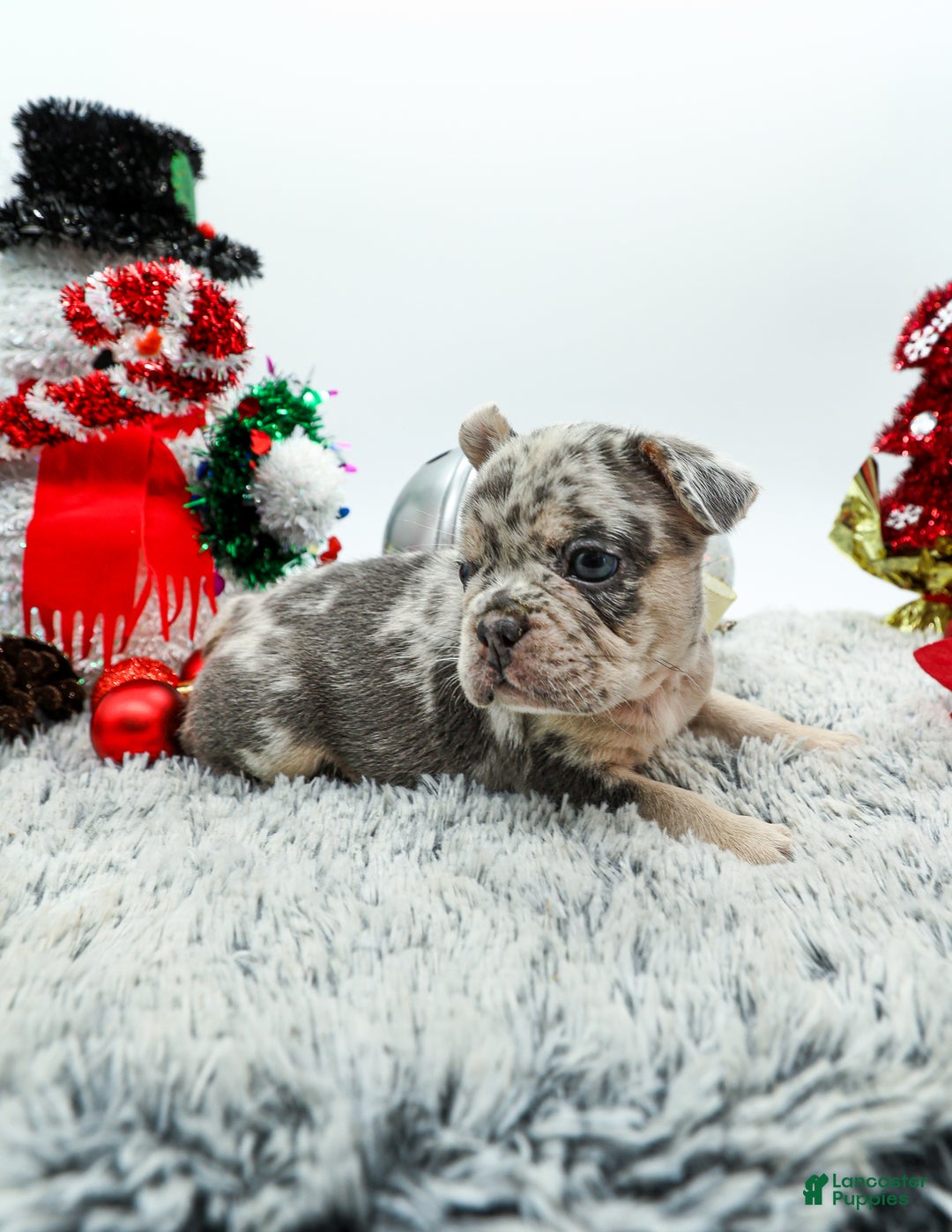 French Bulldog dogs for sale: Draco - Ad 1