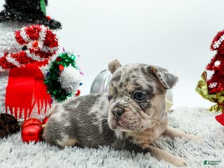 French Bulldog dogs for sale: Draco - Ad 3
