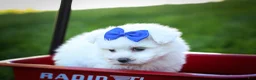 Maltese dogs for sale: Marley🐾 - Ad 8
