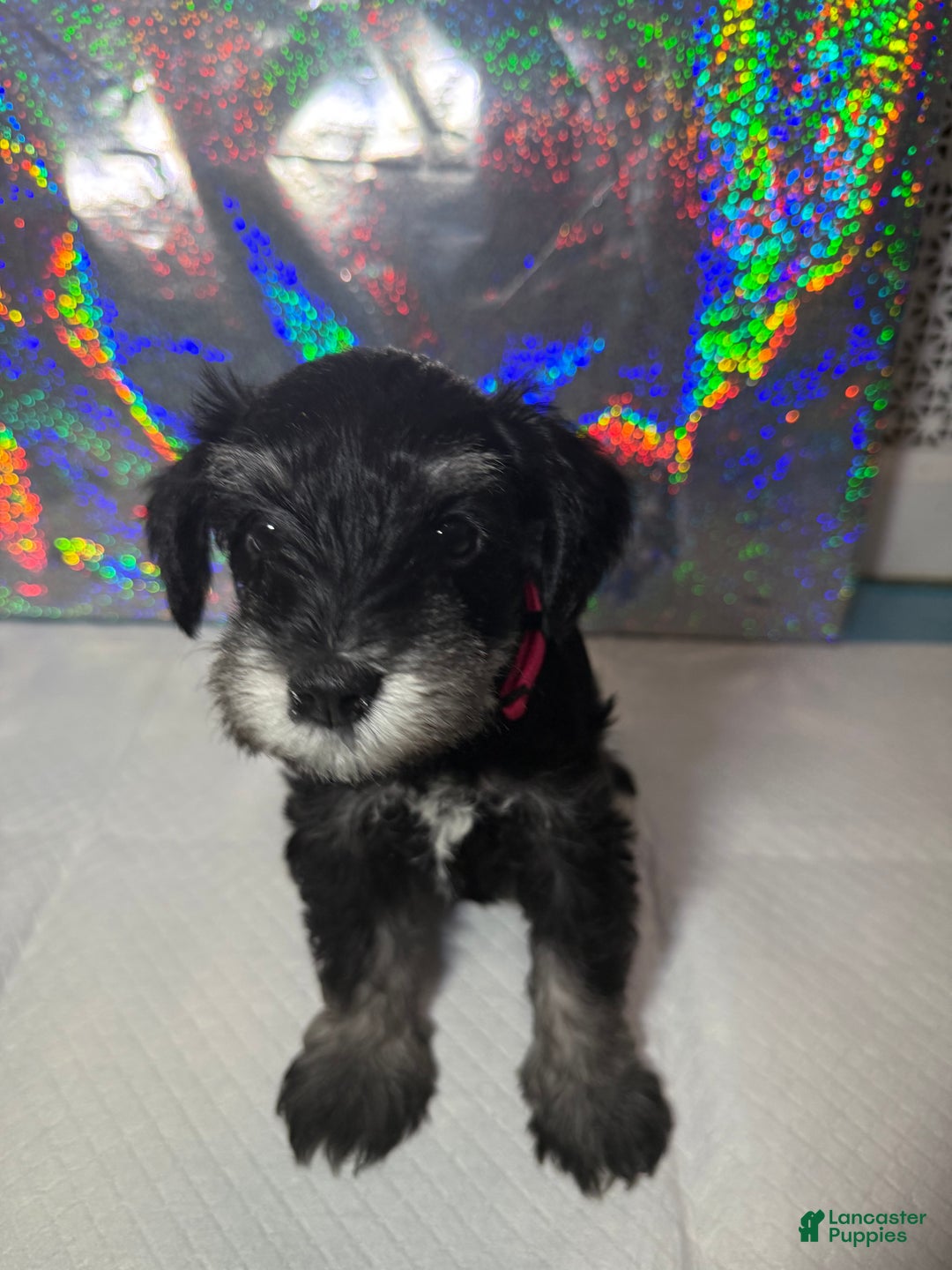 Miniature Schnauzer dogs for sale: Miniature Schnauzer Puppy 3 - Ad 2