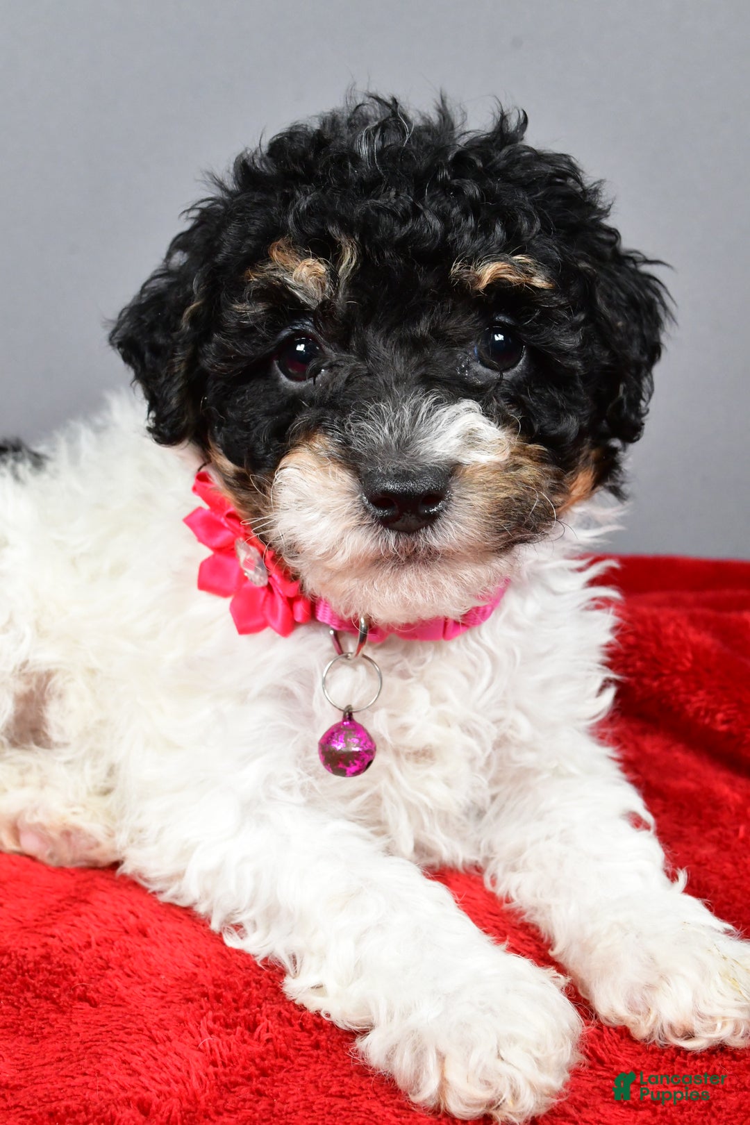 Miniature Poodle dogs for sale: Allison - Ad 6